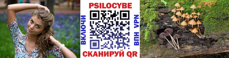 Купить закладки  Ядрин  Псилоцибиновые грибы мицелий 